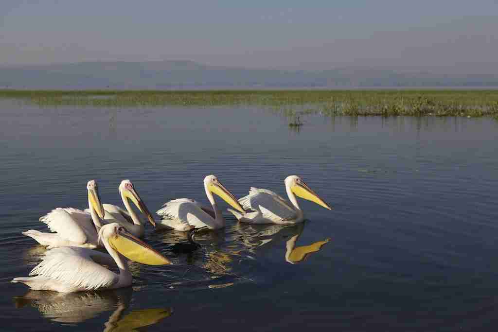 Lake Awasa