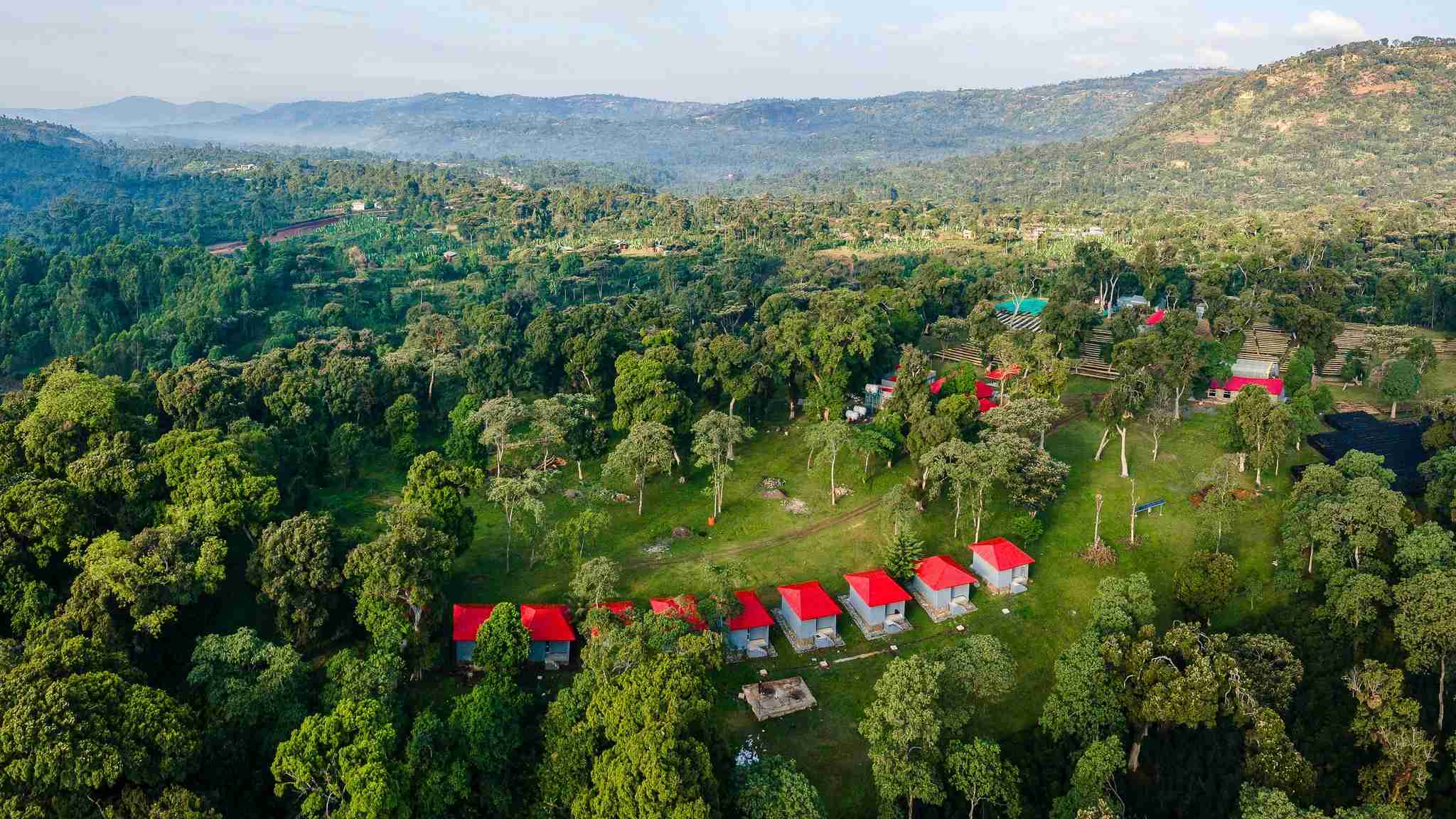  Sidama Coffee Forest